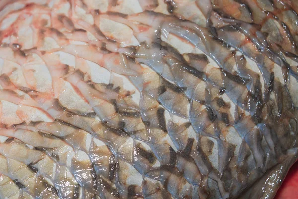 Limpeza de carpa de peixe fresco de escamas com uma faca especial — Fotografia de Stock