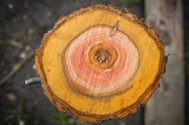Boyutlanmış yuvarlak ahşap günlüğünün düzgün kesme