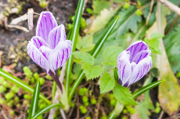 Flores púrpuras florecientes de primavera en el jardín — Foto de Stock