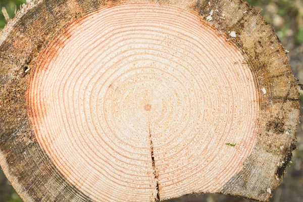 Плавний зріз дерев'яного колоди з пиломатеріалів — стокове фото