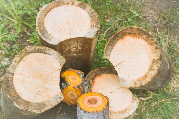 Пиляні колоди на дровах лежать на траві — стокове фото