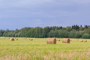 Samanlıklar için yakın yaz aylarında tarlalardan kaldırılır