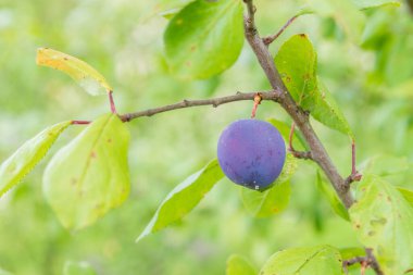Olgun erik yazın bir ağaç dalı üzerinde olgunlaşır