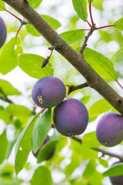 Olgun erik yazın bir ağaç dalı üzerinde olgunlaşır
