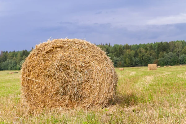 Haystacks se odstraňují z polí v létě poblíž — Stock fotografie