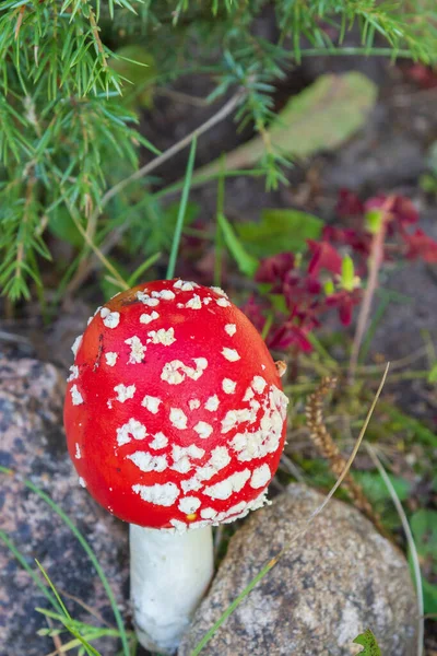 Rote helle Pilzfliege agaric mit weißen Flecken in der Nähe der Steine — Stockfoto