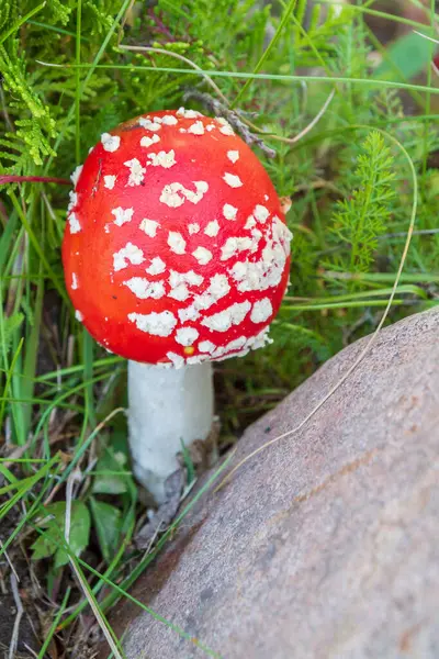 Red bright mushroom fly agaric with white spots near the stones — Stock Photo, Image