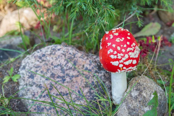 Rode heldere paddestoel Vliegenzwam met witte vlekken in de buurt van de stenen — Stockfoto