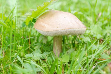 Mantar boletus yaz aylarında çim büyüyen