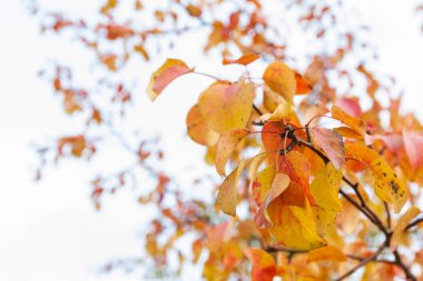 Sarı yapraklı sonbahar ağacı bulutlu havada
