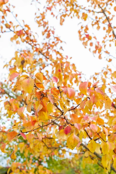 Jesienne drzewo z żółtymi liśćmi w pochmurną pogodę — Zdjęcie stockowe