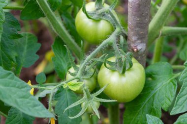 Yeşil domatesler bir demet içinde asılı ve serada olgunlaşır.