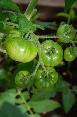 Yeşil domatesler bir demet içinde asılı ve serada olgunlaşır.