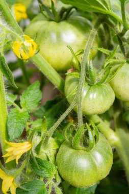 Yeşil domatesler bir demet içinde asılı ve serada olgunlaşır.