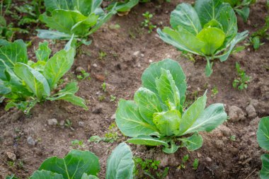Erken lahana, yazın bahçede yataklarda yetişir.