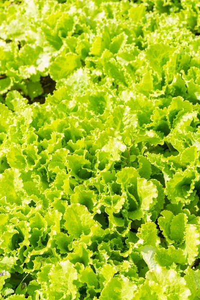Lettuce leaves grow on beds in the garden in the summer — Stock Photo, Image