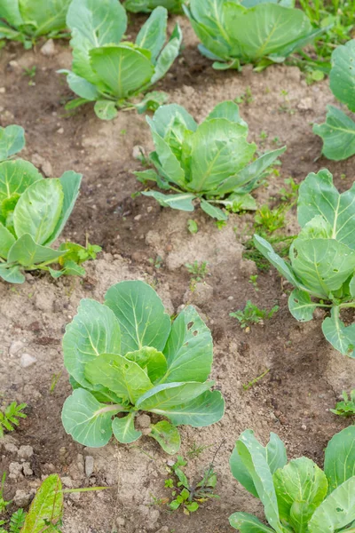 La col temprana crece en las camas en el verano en el jardín —  Fotos de Stock