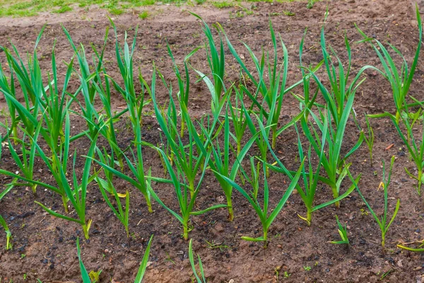 Cebolas verdes crescem nas camas de jardim no início da primavera — Fotografia de Stock