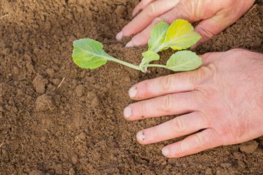 Yazın başında bitki şeklinde lahana ekiyorum.