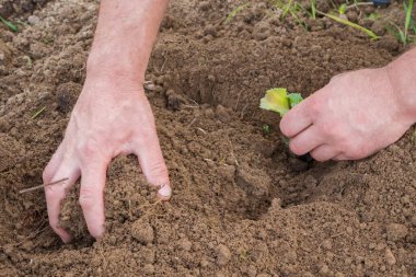 Yazın başında bitki şeklinde lahana ekiyorum.