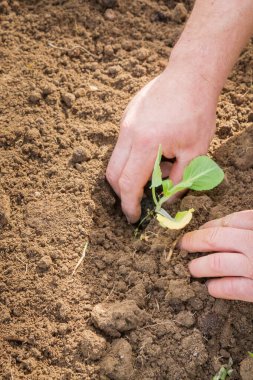 Yazın başında bitki şeklinde lahana ekiyorum.
