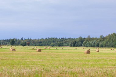Samanlıklar için yakın yaz aylarında tarlalardan kaldırılır