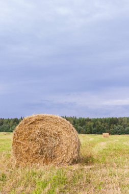 Samanlıklar için yakın yaz aylarında tarlalardan kaldırılır