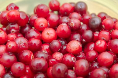 Ormanda toplanan Olgun Kırmızı kızılcıklar içerdiği yatıyor