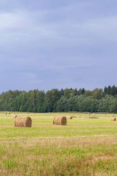 Haystacks são removidos dos campos no verão perto do para — Fotografia de Stock