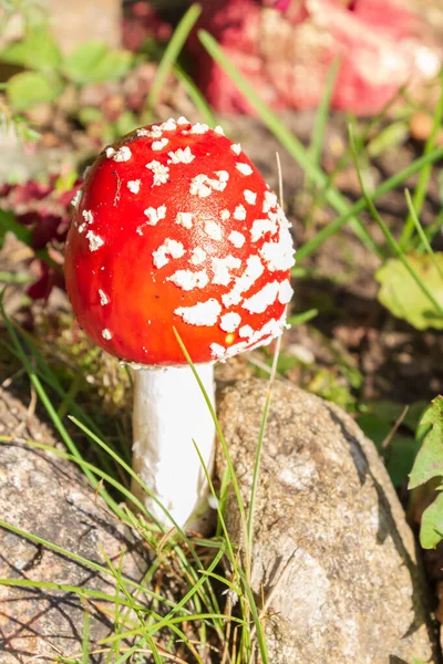 Rode heldere paddestoel Vliegenzwam met witte vlekken in de buurt van de stenen — Stockfoto