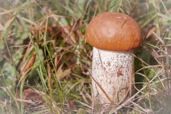 Красный гриб растет в лесу ранней осенью — стоковое фото