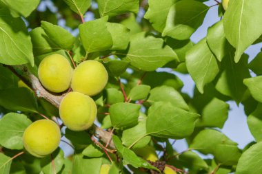Kayısı büyür ve yazın başında bir dalda olgunlaşır