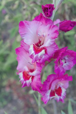 Pembe gladiolus çiçek yaz aylarında bahçede yetişir