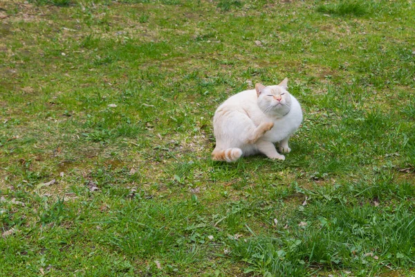 Gato doméstico de olhos azuis branco bonito na rua — Fotografia de Stock