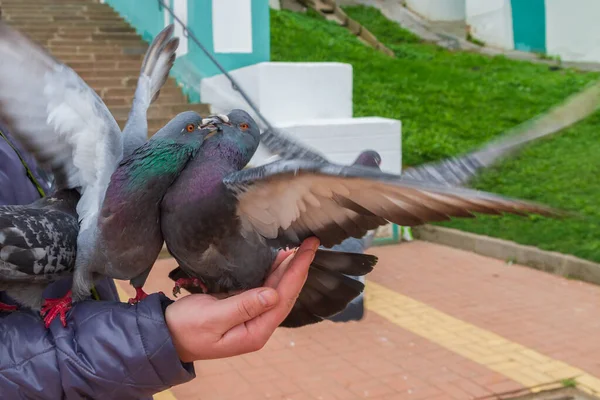 Gray street pigeons on the hand of a young man on the street