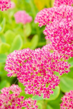 Bahçe parlak güzel pembe çiçekler Sonbaharda büyür