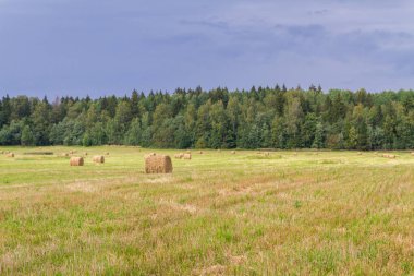 Samanlıklar için yakın yaz aylarında tarlalardan kaldırılır