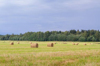Samanlıklar için yakın yaz aylarında tarlalardan kaldırılır
