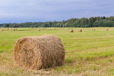 Samanlıklar için yakın yaz aylarında tarlalardan kaldırılır