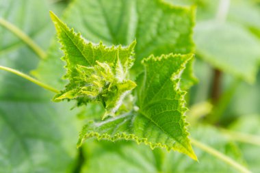 Salatalıklar serada bir dala tutunup olgunlaşırlar.