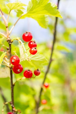 Frenk üzümü yazın bir çalıya tutunur.