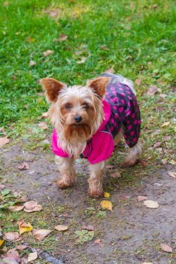 Yorkshire Teriyeri köpek kıyafetleriyle bahçede koşuşturuyor.