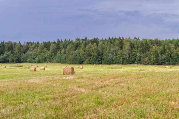 Haystacks são removidos dos campos no verão perto do para — Fotografia de Stock