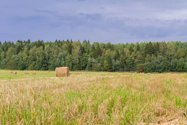 Haystacks se odstraňují z polí v létě poblíž — Stock fotografie