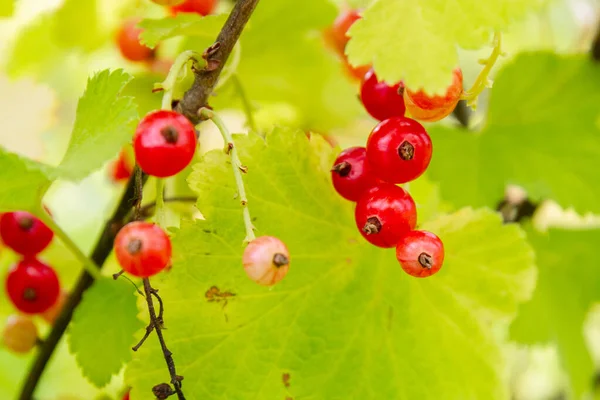 Red currant berries hang on a Bush in summer — Stock Photo, Image