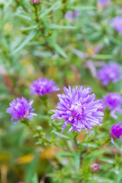 秋天,花园绽放着艳丽的紫色花朵 — 图库照片