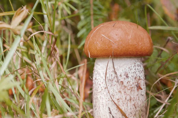 Czerwony grzyb rośnie w lesie na początku jesieni — Zdjęcie stockowe