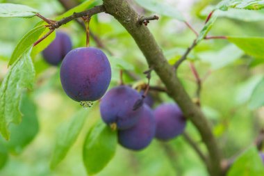 Olgun erik yazın bir ağaç dalı üzerinde olgunlaşır
