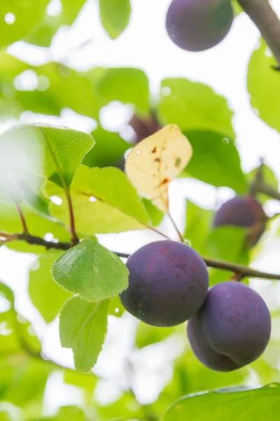 Ripe plum ripens on a tree branch in summer — Stock Photo, Image