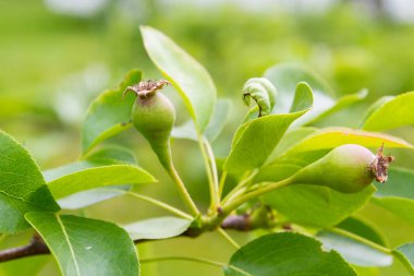 Armut meyveleri yazın başlarında bahçede olgunlaşmaya başlar.